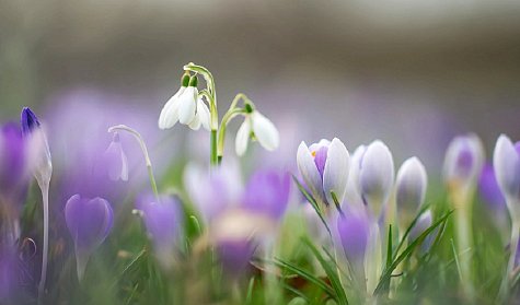 8 марта – Международный женский день